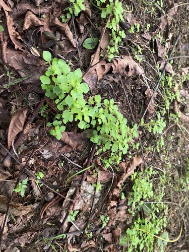 Pilea peploides observed 2026-01-19
