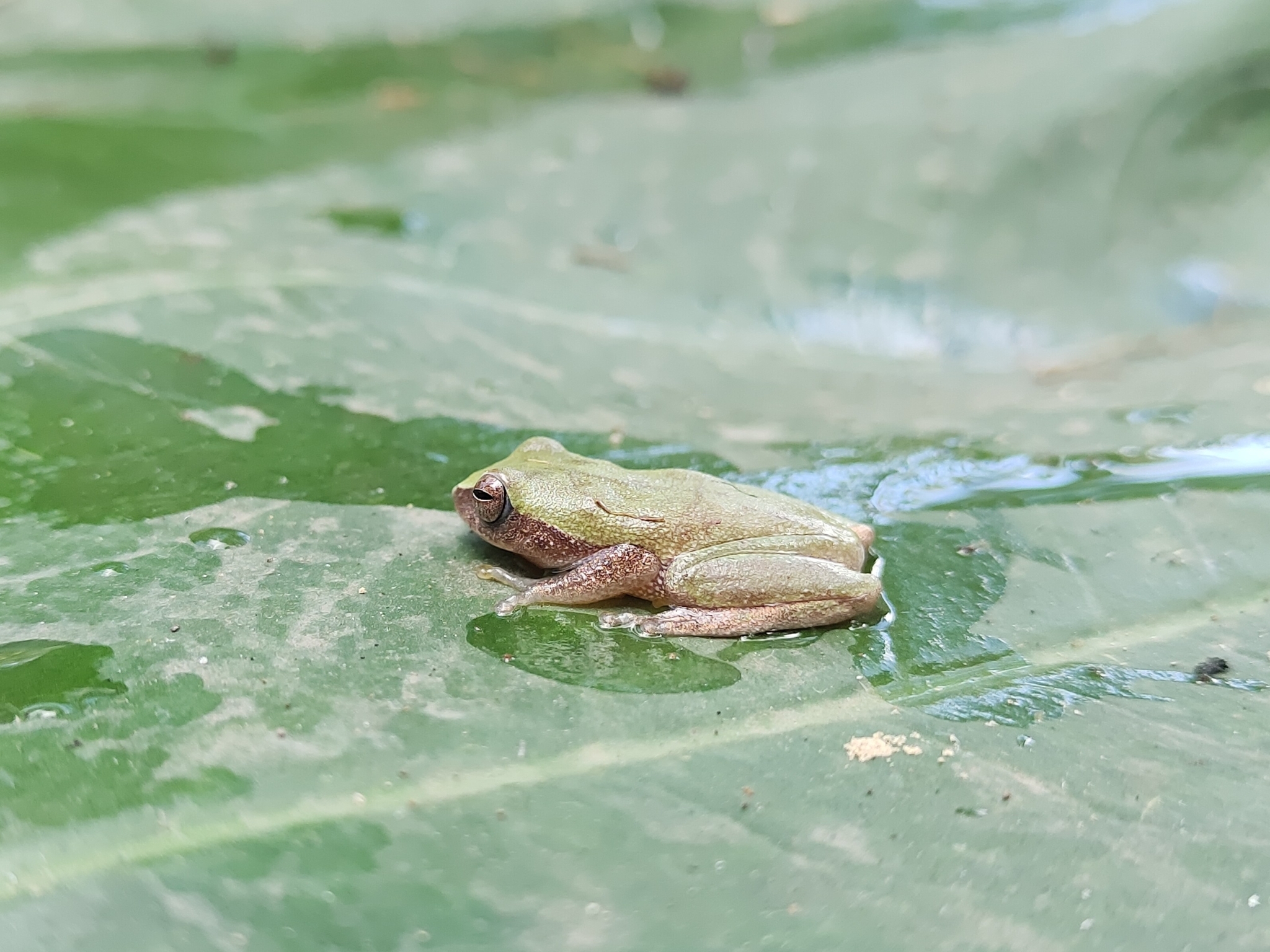 Raorchestes jakoid