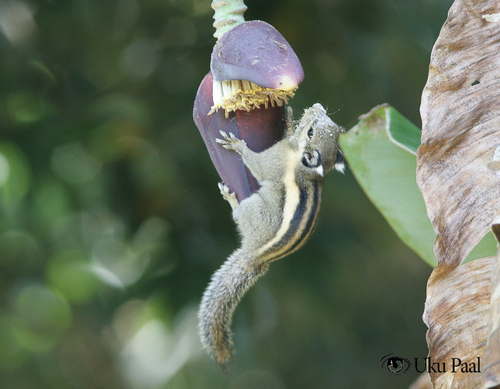 Himalayan Striped Squirrel, Chiang Dao, Chiang Dao District, Chiang Mai 50170, Tai, photo 6 of 10