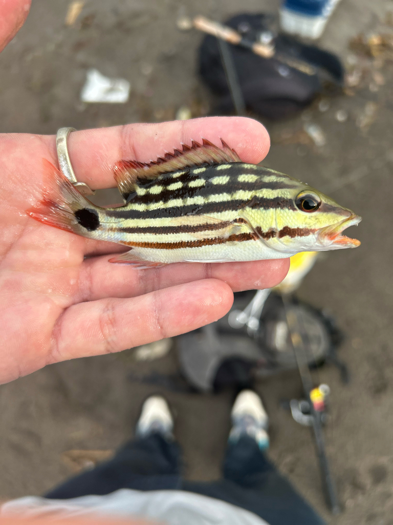 Checkered Seaperch (Lutjanus decussatus)