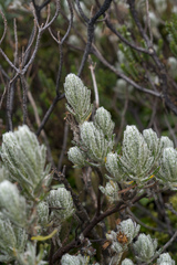 Linochilus rupestris