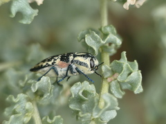 Achardella denticollis
