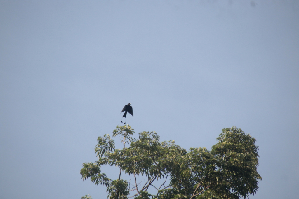Greater Racket-tailed Drongo (Dicrurus paradiseus)