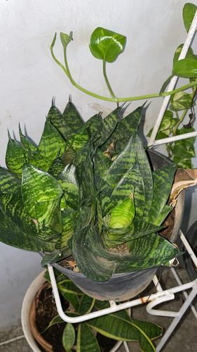 Dracaena trifasciata