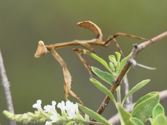 Stagmatoptera hyaloptera