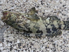 Epinephelus itajara
