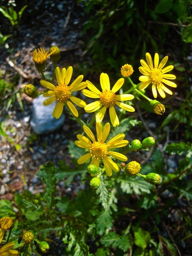 Senecio rupestris Waldst. & Kit.