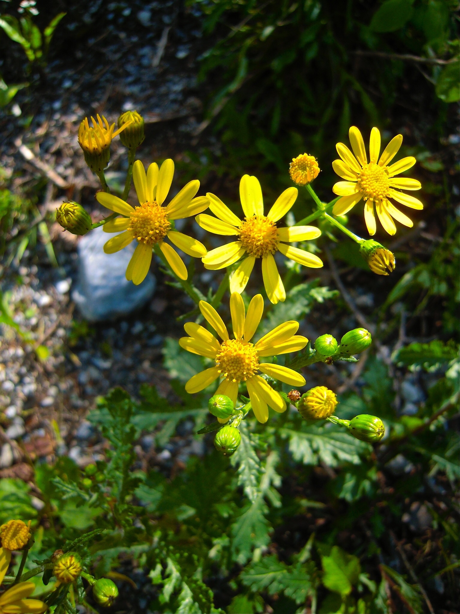 Senecio rupestris