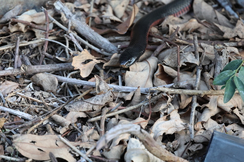 Red-bellied Black Snake