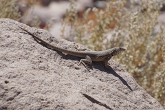 Microlophus theresioides