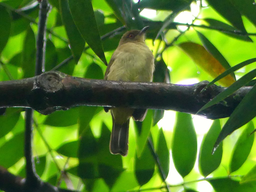 Cream-vented Bulbul (Pycnonotus simplex)