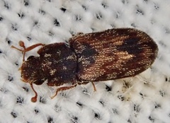 Synchita undata