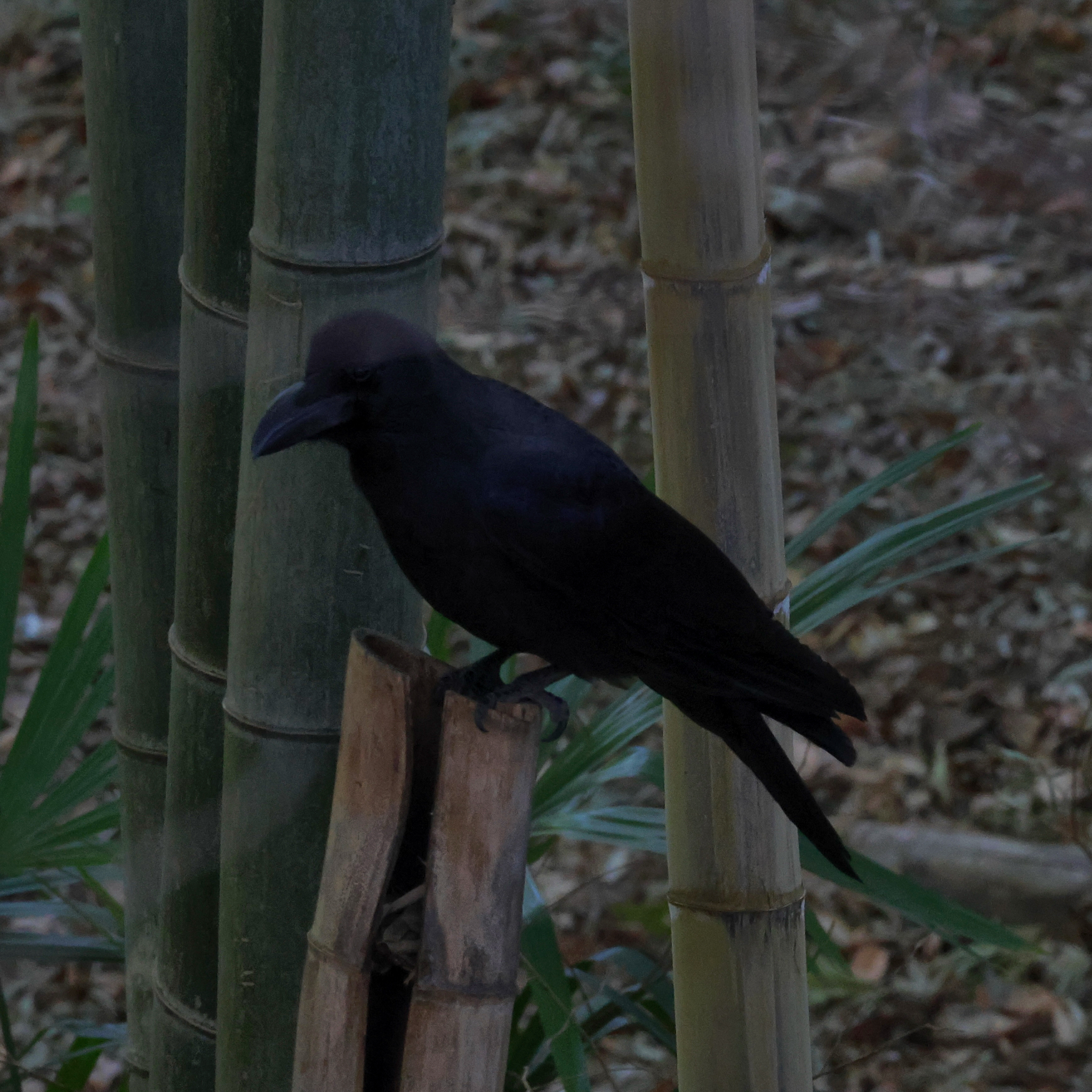 Large-billed Crow (Corvus macrorhynchos), photo 8