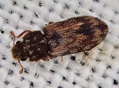Synchita undata