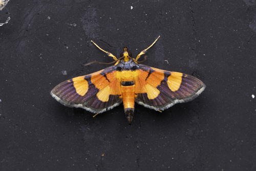 Aethaloessa calidalis