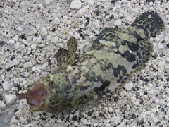 Epinephelus itajara