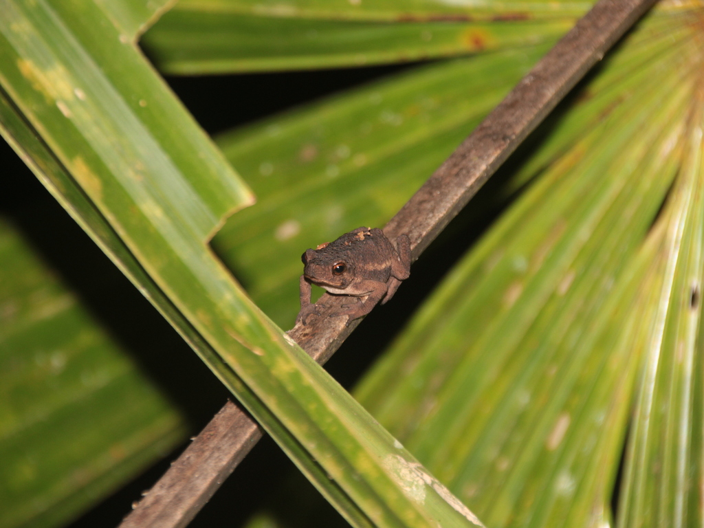 False Toad (Pseudobufo subasper)