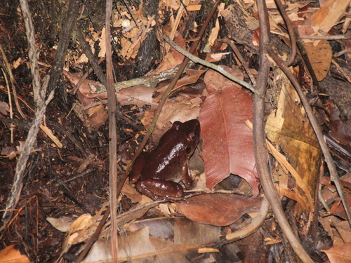 Limnonectes paramacrodon