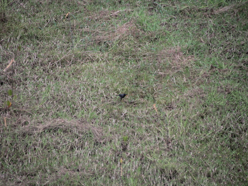 Acridotheres javanicus