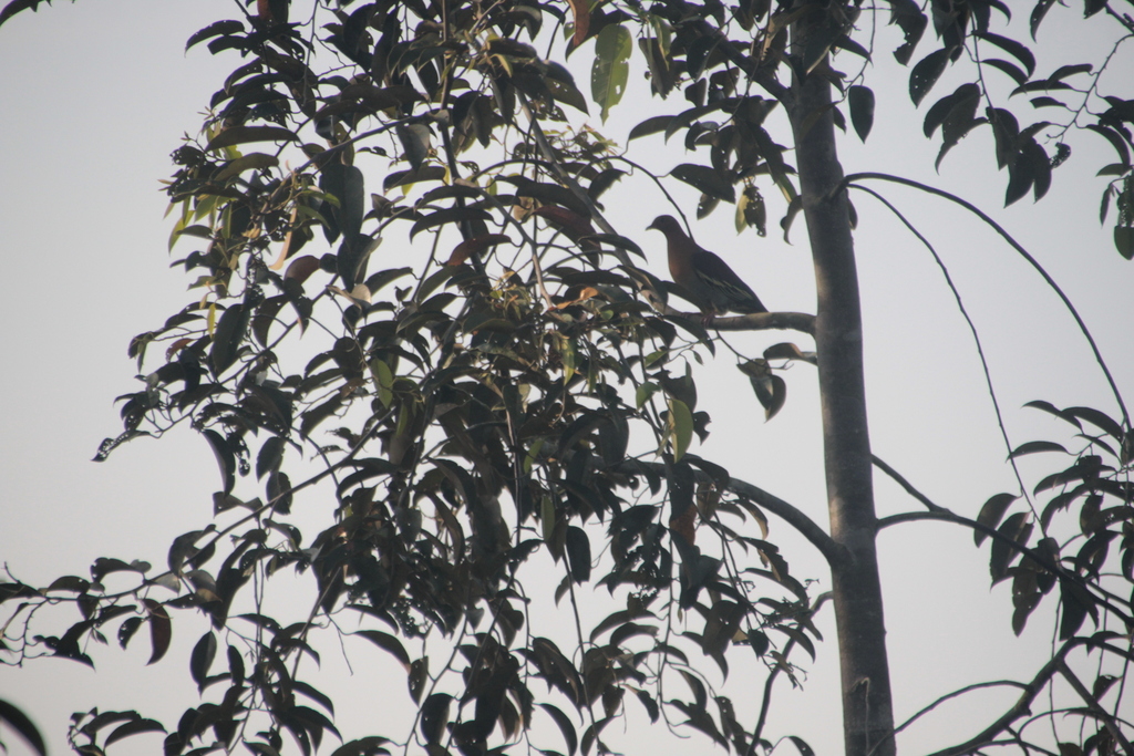 Cinnamon-headed Green Pigeon (Treron fulvicollis)