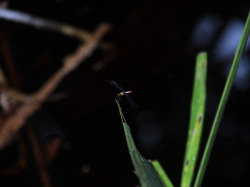 Brachygonia oculata