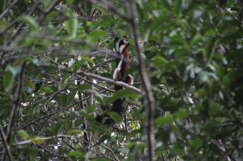 Callosciurus prevostii