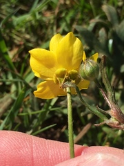 Ranunculus canus
