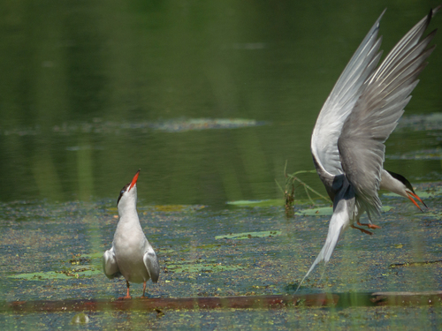 iNaturalist: (c) tatianakirova, some rights reserved (CC BY-NC) iNaturalist image