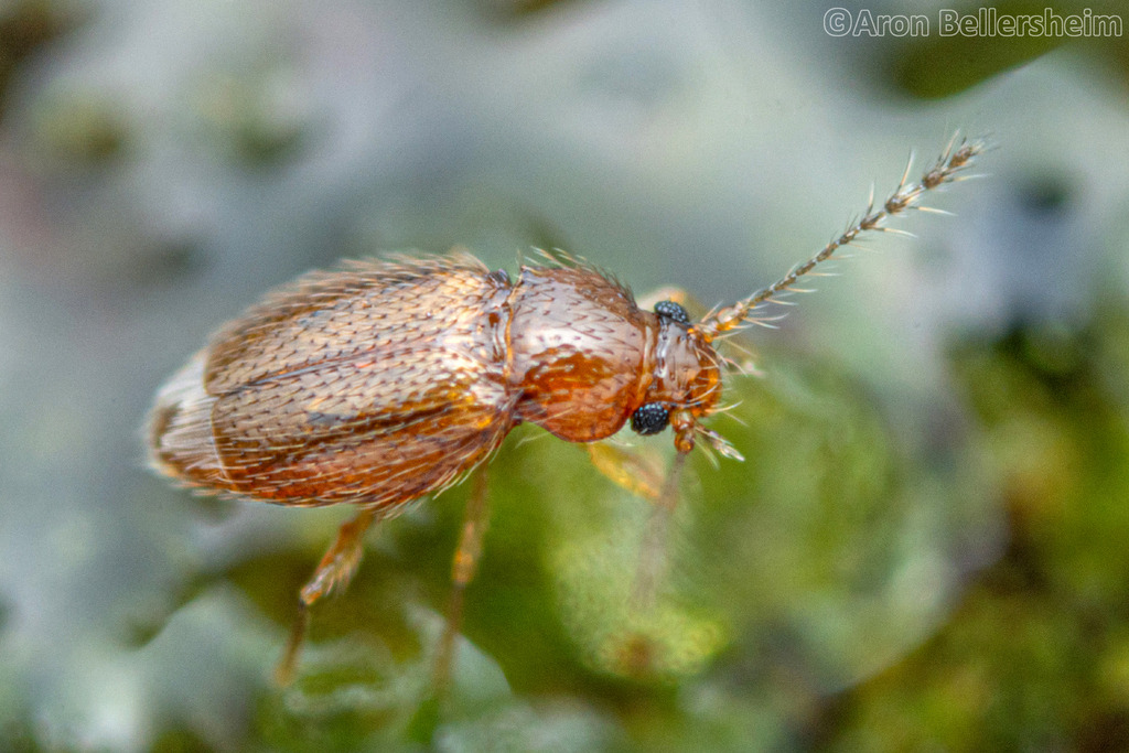 Cissidium peruviense