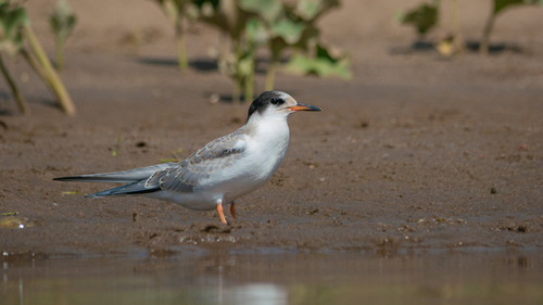 iNaturalist: (c) tatianakirova, some rights reserved (CC BY-NC) iNaturalist image