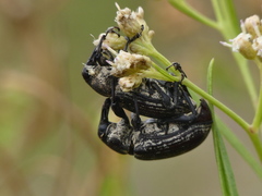 Heilipodus argentinicus