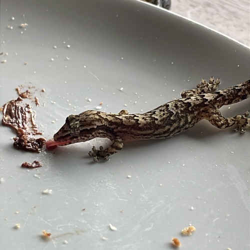 Lepidodactylus lugubris