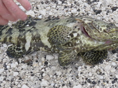 Epinephelus itajara