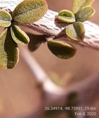Condalia spathulata