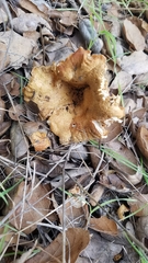 Cantharellus californicus