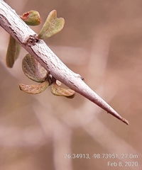 Condalia spathulata