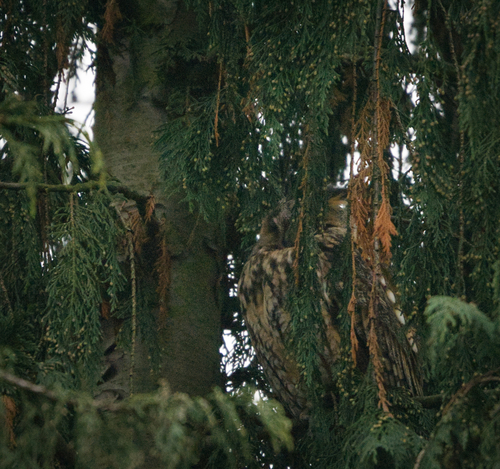 View observation of {o.common_name} on iNaturalist