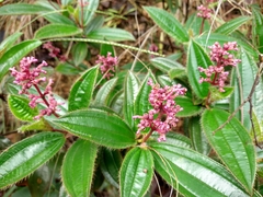 Miconia ciliata