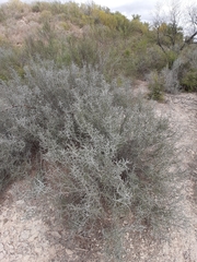 Condalia spathulata