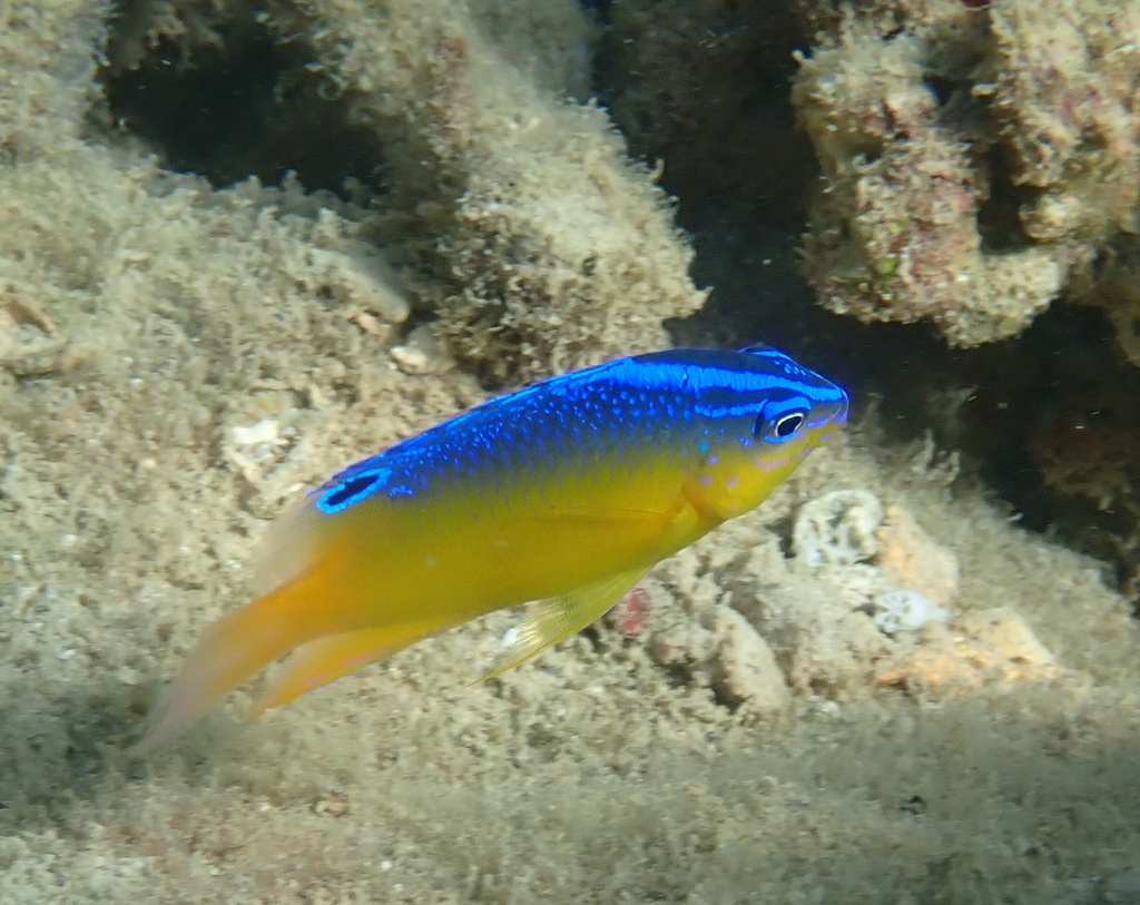 Batavia damsel (Pomacentrus simsiang) — Pomacentridae