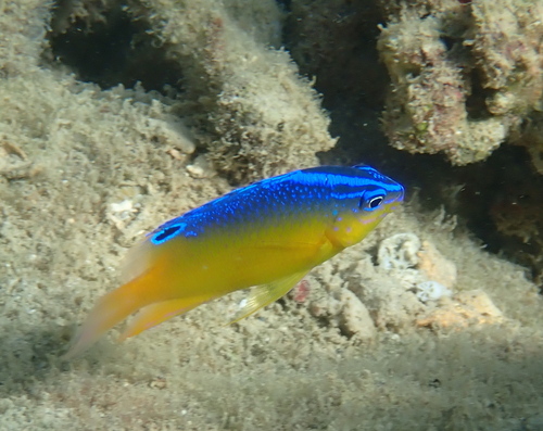 Batavia damsel (Pomacentrus simsiang) — Pomacentridae