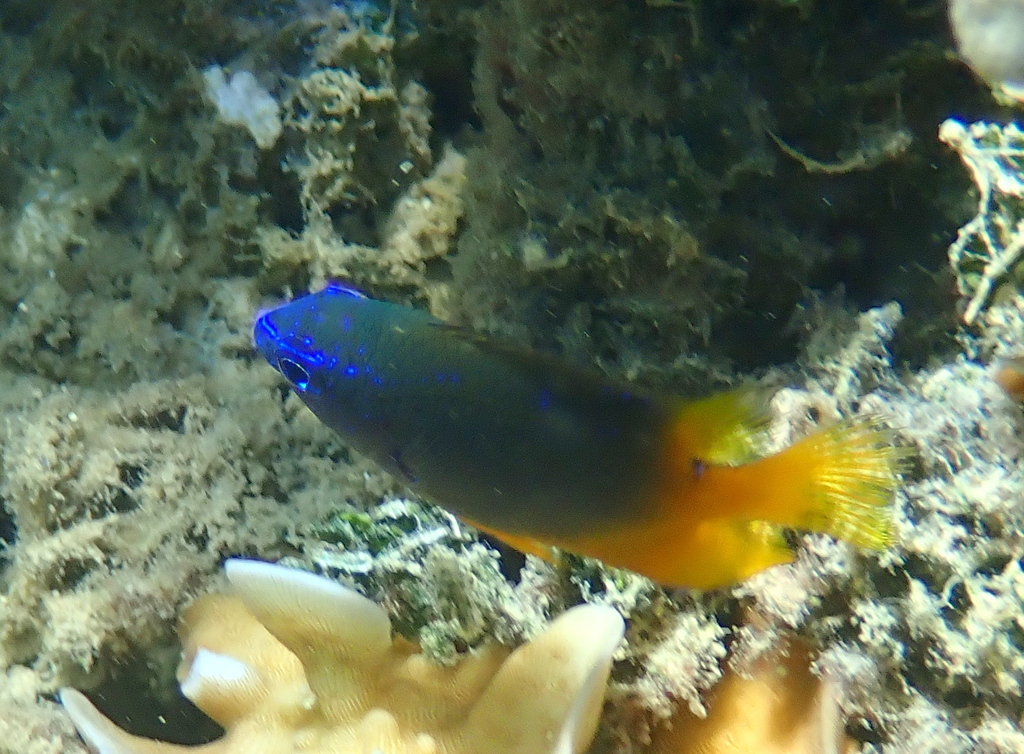 Damselfish (Hemiglyphidodon plagiometopon) — Pomacentridae