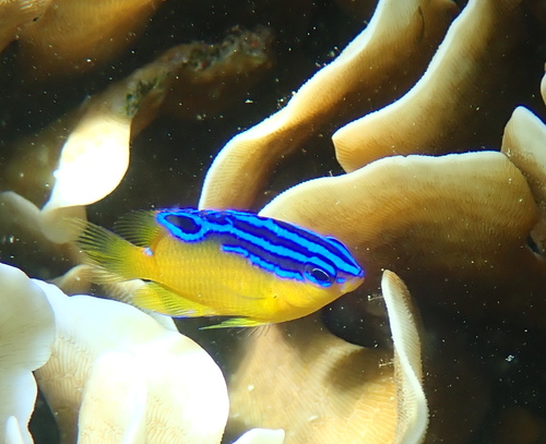 Bluespot damsel (Pomacentrus grammorhynchus) — Pomacentridae — 4