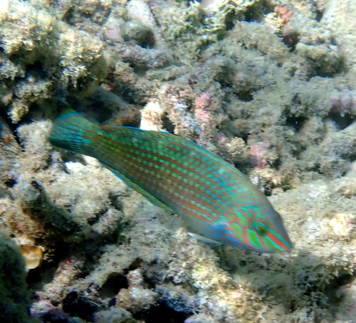 Argus wrasse (Halichoeres argus) — Labridae