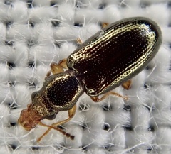 Salpingus planirostris