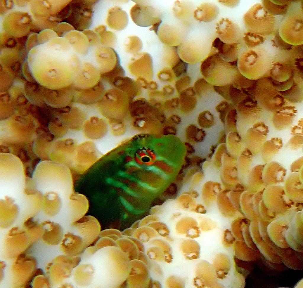 Broad-barred goby (Gobiodon histrio) — Gobiidae