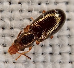 Salpingus planirostris