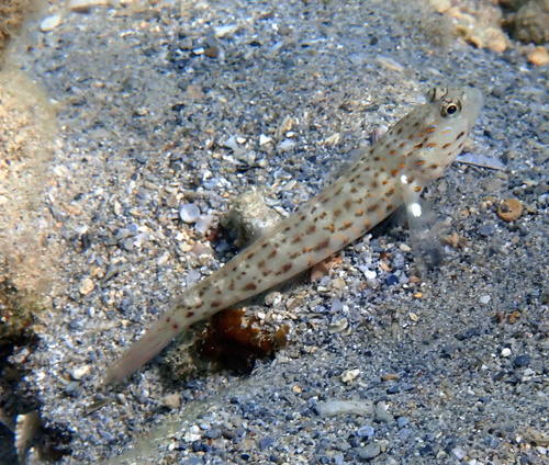 Goldband shrimpgoby (Ctenogobiops aurocingulus) — Gobiidae — 2