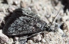 Odontiinae