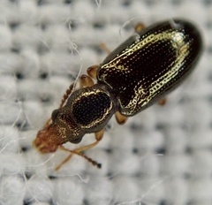 Salpingus planirostris